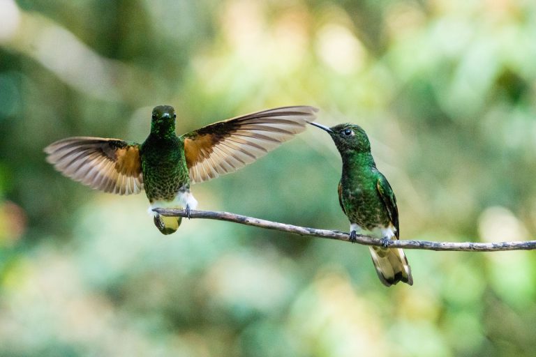 colibríes en un paisaje del eje cafetero